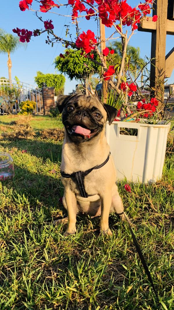 /Images/uploads/PUG NATION RESCUE OF LOS ANGELES/pugnation/entries/32358thumb.jpg